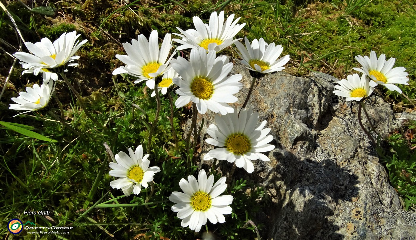 50 Margherite d'alpe.JPG